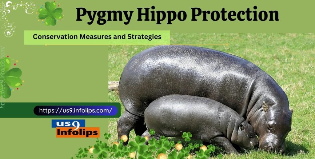 Pygmy Hippo Protection