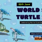 World Sea Turtle Day