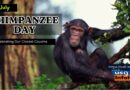 World Chimpanzee Day