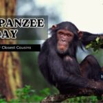 World Chimpanzee Day